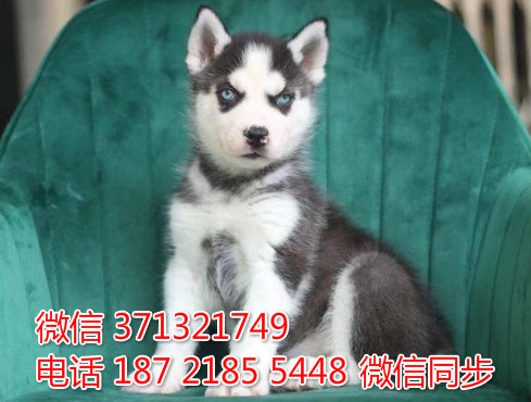 上海狗狗 出售哈士奇幼犬 上海特价宠物 特价