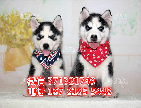 呼和浩特宠物 哈士奇犬纯种幼犬出售 特价促销