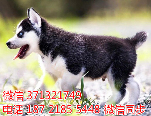 南昌宠物狗狗 哈士奇犬出售 南昌犬舍 南昌宠物店