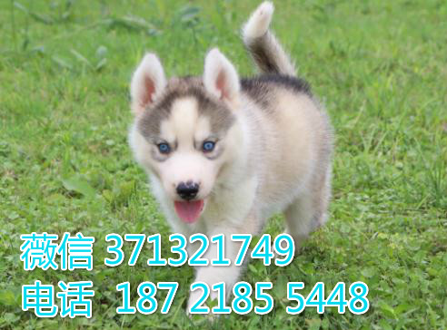 西安宠物 哈士奇犬出售纯种 西安犬舍在哪里
