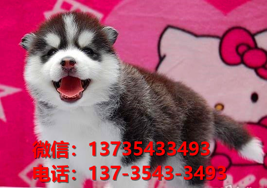 纯种哈士奇犬 深圳宠物狗犬舍出售二哈宠物狗