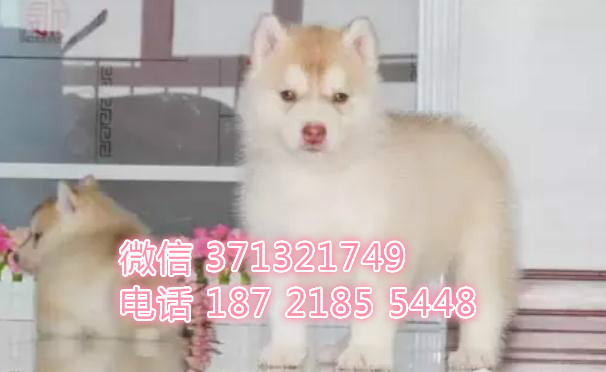 大连宠物 哈士奇犬出售纯种 大连犬舍在哪里 