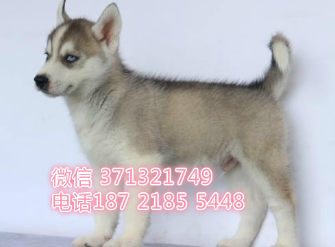 成都宠物 哈士奇犬纯种幼犬 狗场繁殖 成都犬舍