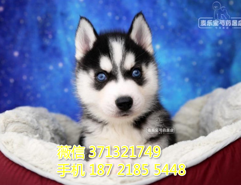 大连狗狗 哈士奇犬纯种幼犬出售 大连狗狗全国