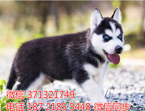 广州特惠 哈士奇犬出售纯种 广州犬舍狗场在哪里