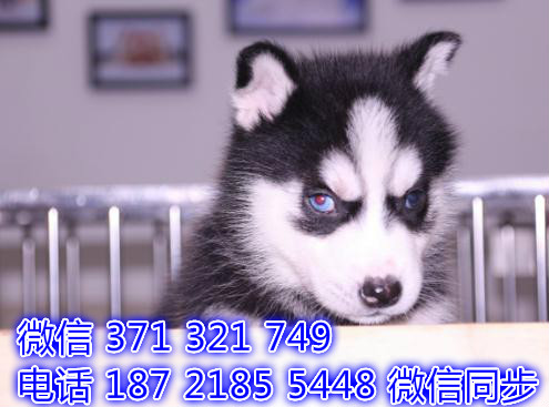 天津全国发货 哈士奇犬出售幼犬 天津宠物狗狗促销