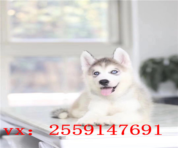 深圳哪里卖哈士奇犬 深圳哈士奇犬舍 深圳纯种
