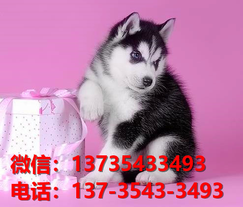 纯种哈士奇犬 成都宠物狗犬舍出售二哈宠物狗哪里有卖狗地方在哪买狗