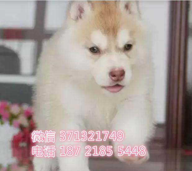 大连宠物 哈士奇犬出售纯种 大连犬舍在哪里 