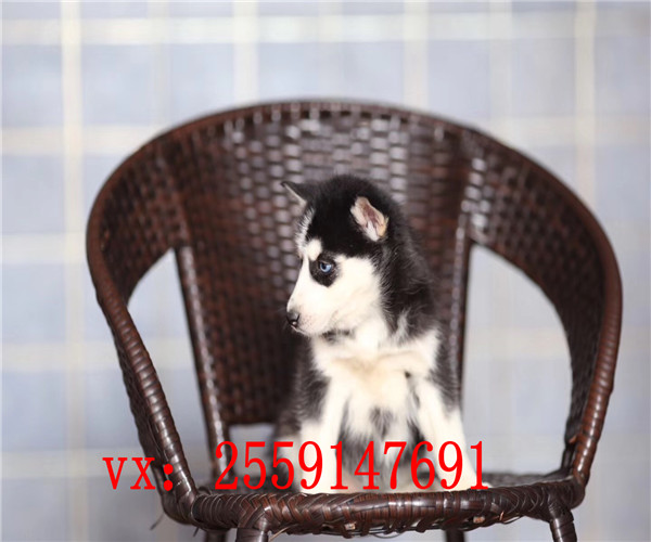 杭州哪里卖哈士奇 杭州哈士奇犬舍 杭州灰色哈士奇多少钱 杭州健康哈士奇价格