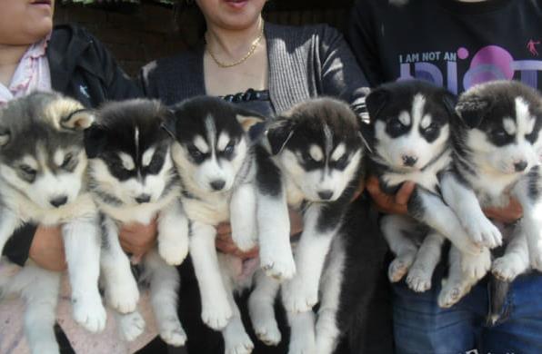 深圳宠物狗犬舍出售纯种哈士奇幼犬宠物狗市场