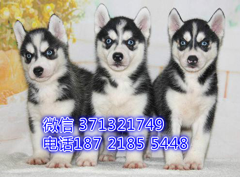 西安 全国发货 哈士奇犬纯种幼犬 西安犬舍促