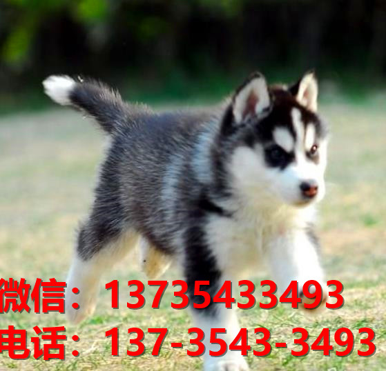 长沙宠物狗狗领养纯种哈士奇犬哪里有正宗二哈