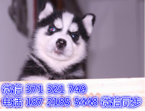 深圳全国发货 哈士奇犬出售纯种幼犬 深圳促销