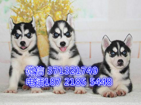 长沙狗狗 哈士奇犬出售纯种幼犬 长沙犬舍 全国发货