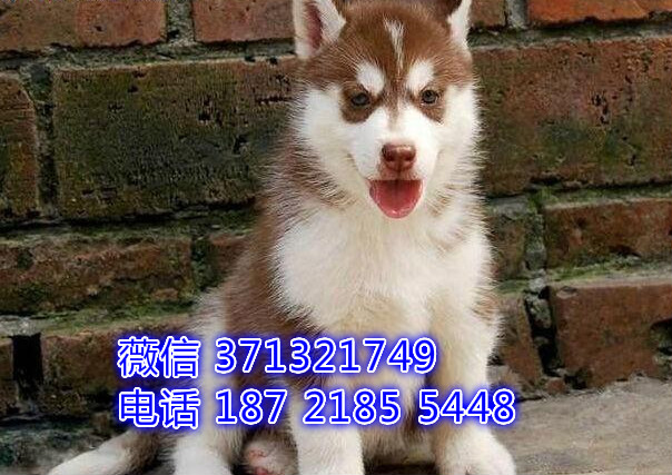 厦门狗狗 哈士奇犬出售纯种幼犬 厦门全国发货