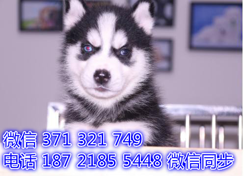 长沙全国发货  哈士奇犬出售纯种 长沙狗场直销