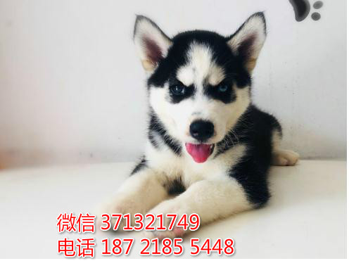 福州狗狗 哈士奇犬出售纯种幼犬 福州犬舍 全