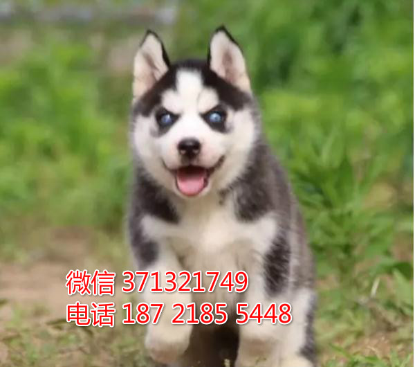 温州宠物 哈士奇犬出售纯种幼犬 温州犬舍宠物狗狗