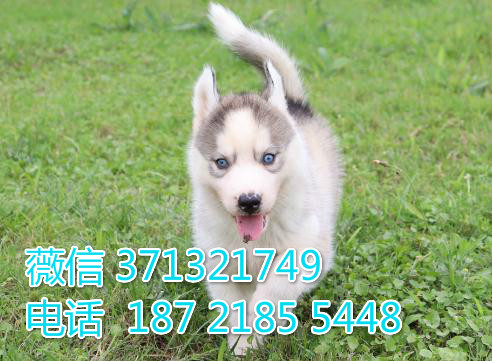 厦门宠物 哈士奇犬纯种幼犬出售 厦门犬舍在哪