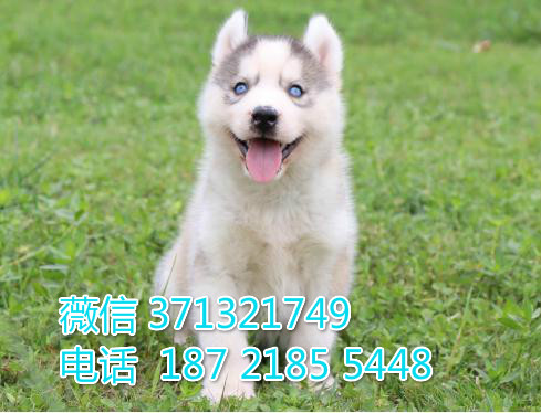 南京狗狗 哈士奇犬出售 南京特价宠物狗狗 