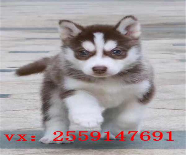 杭州哪里卖哈士奇 杭州哈士奇犬舍 杭州灰色哈士奇多少钱 杭州健康哈士奇价格