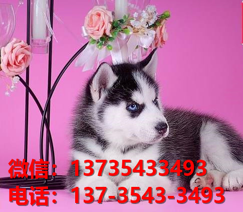 纯种哈士奇犬 成都宠物狗犬舍出售二哈宠物狗哪里有卖狗地方在哪买狗