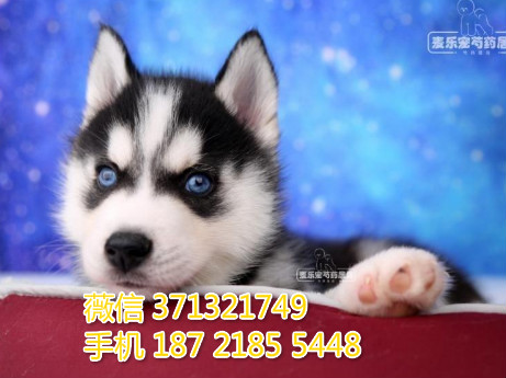 武汉狗狗 哈士奇纯种幼犬 武汉狗场 全国发货