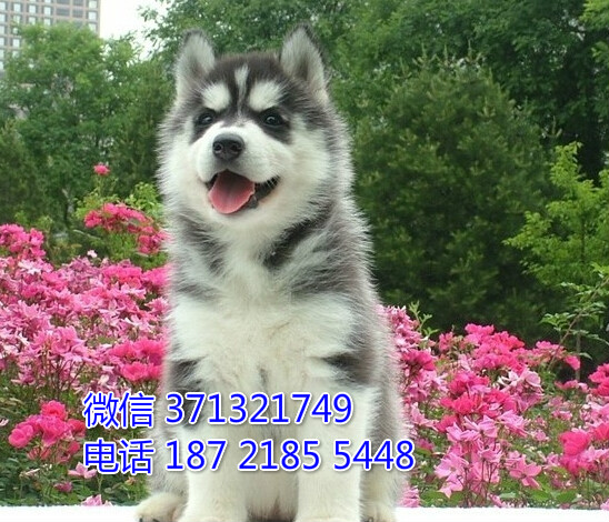 青岛宠物 哈士奇犬幼犬出售 青岛狗场在哪里 