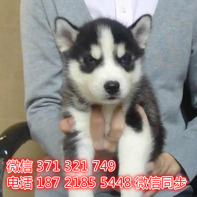 宠物狗狗哈士奇全国可以发货 犬舍繁殖 包健康掖