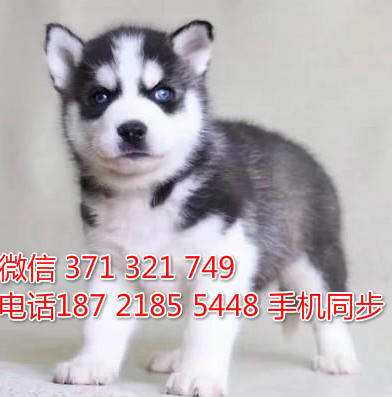  特惠哈士奇犬出售 支持上门支持空运汽运 宠物狗狗狗场批发逊
