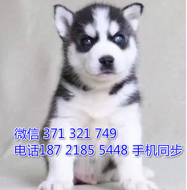  特惠哈士奇犬出售 支持上门支持空运汽运 宠