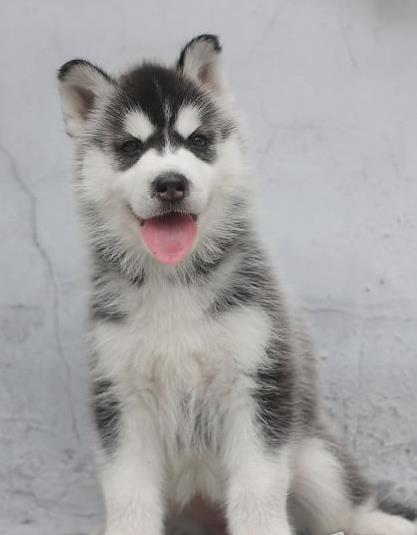 纯种哈士奇犬出售 北京犬舍狗市场在哪买狗地