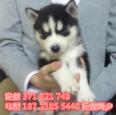 宠物狗狗哈士奇全国可以发货 犬舍繁殖 包健康掖