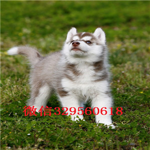  漯河哪里出售纯种哈士奇双蓝眼哈士奇多少钱