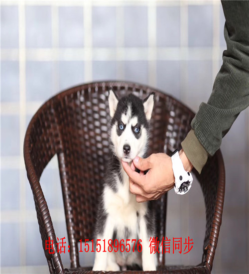 深圳哈士奇出售 深圳哪里卖纯种哈士奇 深圳哪