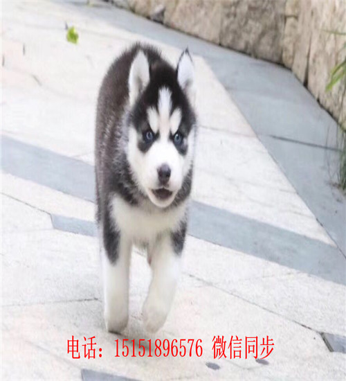 成都哈士奇出售 成都红色哈士奇价格 成都哪里卖灰色哈士奇 成都哈士奇怎么卖的