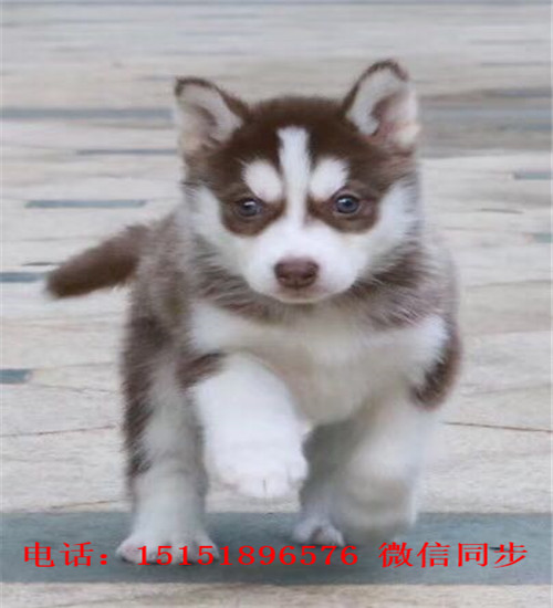 成都哈士奇出售 成都红色哈士奇价格 成都哪里卖灰色哈士奇 成都哈士奇怎么卖的