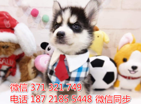 哈士奇纯种幼犬出售，犬舍直销哈士奇 犬舍狗场宠物狗倍