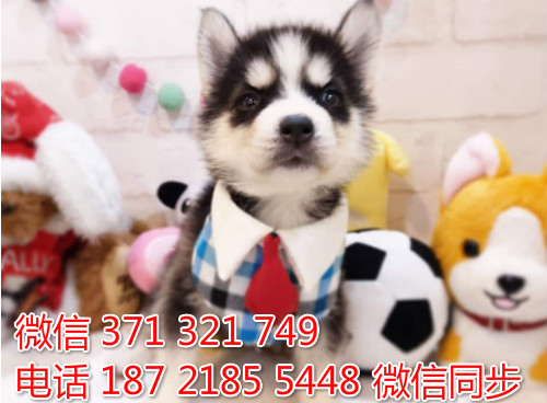 哈士奇纯种幼犬出售，犬舍直销哈士奇 犬舍狗场宠物狗倍