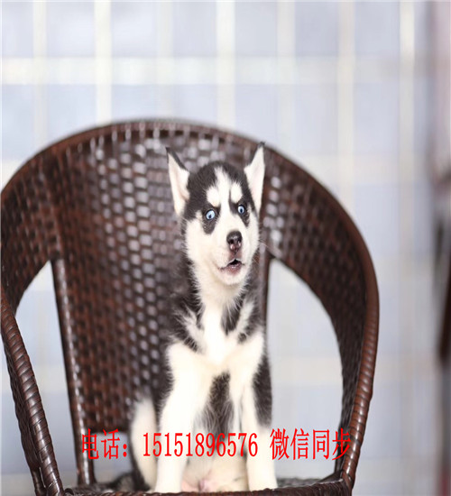 成都哪里卖健康的哈士奇 成都哈士奇出售 成都