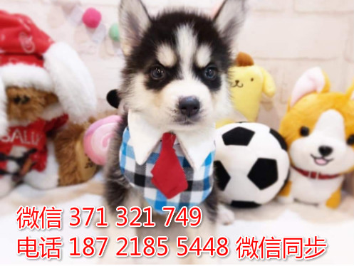 哈士奇纯种幼犬出售，犬舍直销哈士奇 犬舍狗场宠物狗众