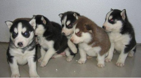 普洱买哈士奇 普洱买狗市场名犬基地