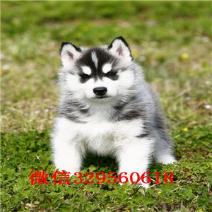  温州哪里能买到纯种哈士奇赛级哈士奇幼犬哈