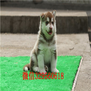  长治哪里有卖哈士奇的哈士奇养殖场出售哈士