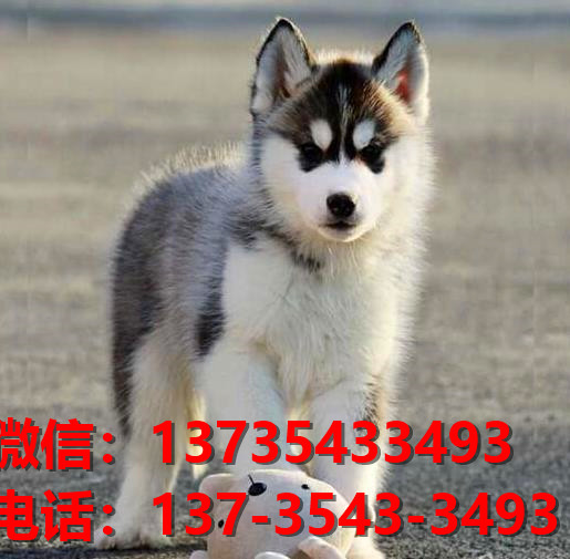 长沙狗场纯种哈士奇犬幼犬卖狗买狗地方哪里有活体宠物狗领养