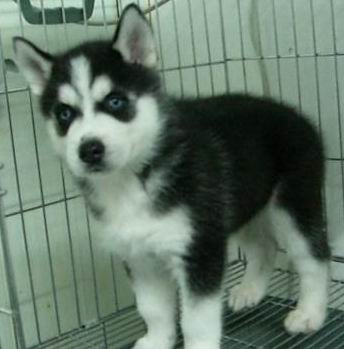 思茅买哈士奇 普洱买哈士奇 狗场出售哈士奇 