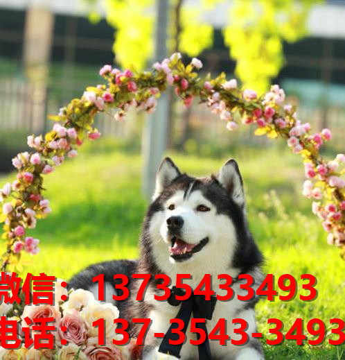 湖州宠物狗狗犬舍出售纯种哈士奇犬幼犬卖狗买