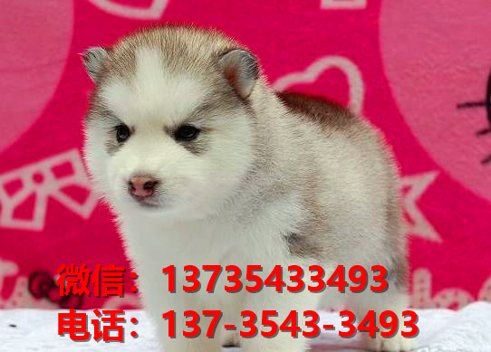 长治宠物狗狗犬舍出售纯种哈士奇犬卖狗买狗地方在哪有狗市场