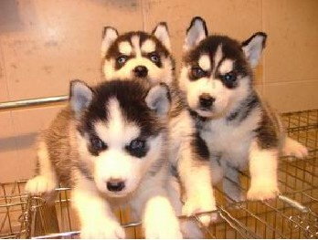 怒江六库买狗 买哈士奇请进 狗场直销哈士奇